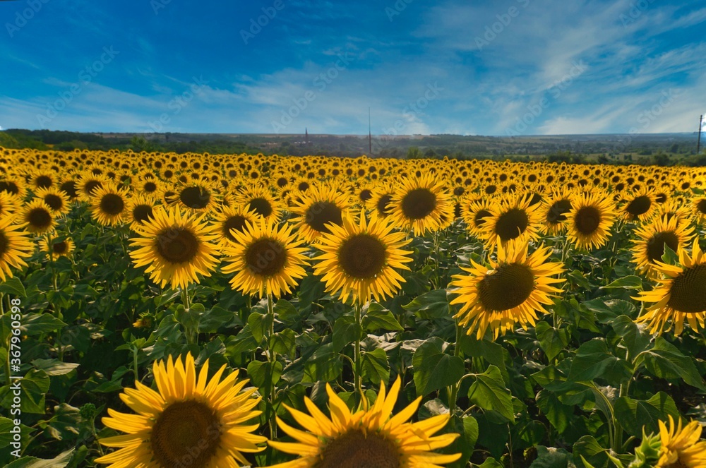 Fototapeta premium sunflower field growing on the farm