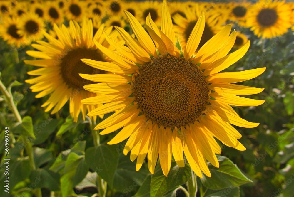 sunflower field growing on the farm