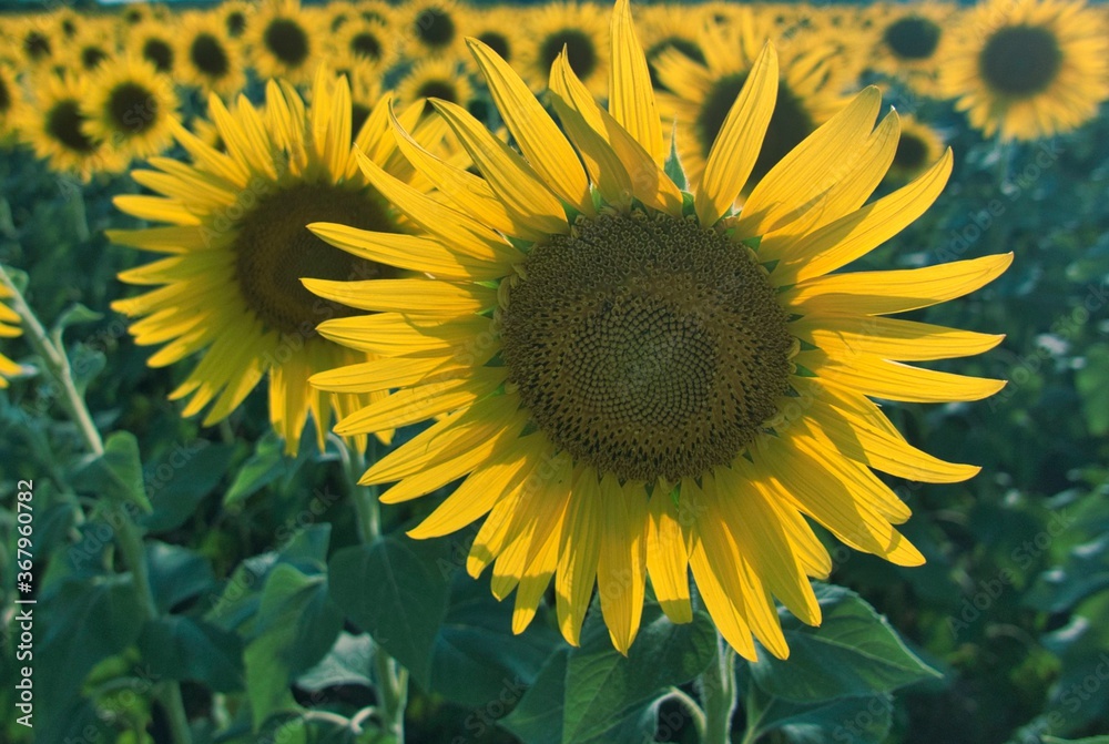 Obraz premium sunflower field growing on the farm