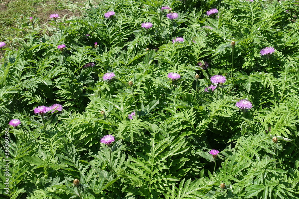 Green leafage and pink flowers of Centaurea dealbata in mid May