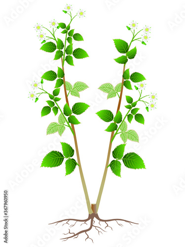 Blooming raspberry bush with roots isolated on white background.