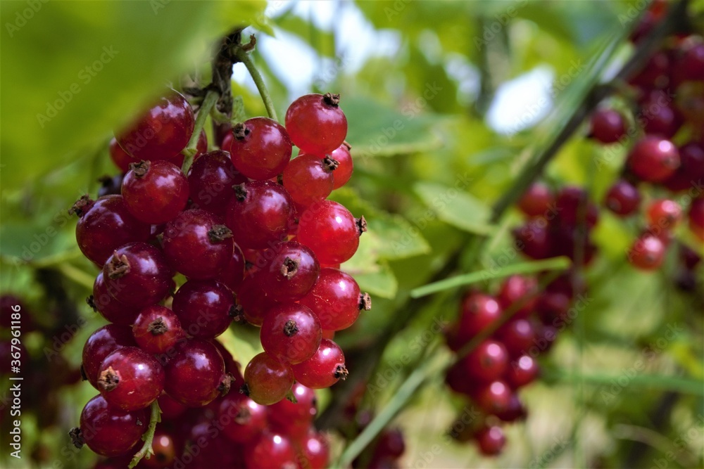 
ripe red currant