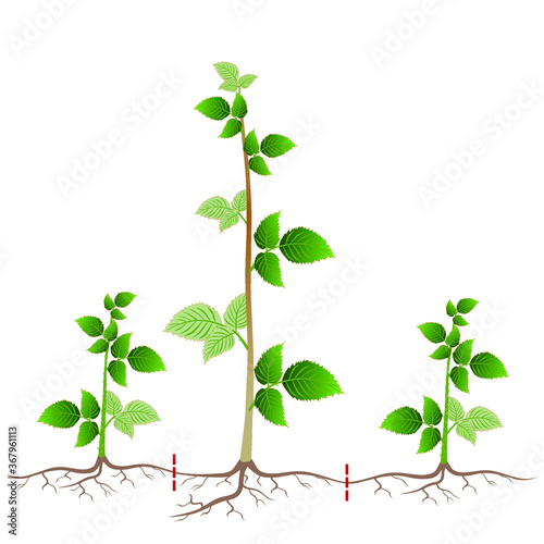 Raspberry breeding is shown by root suckers on a white.