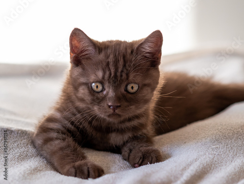 Portrait of cute british short hair kitten of two months old. Selective soft focus.