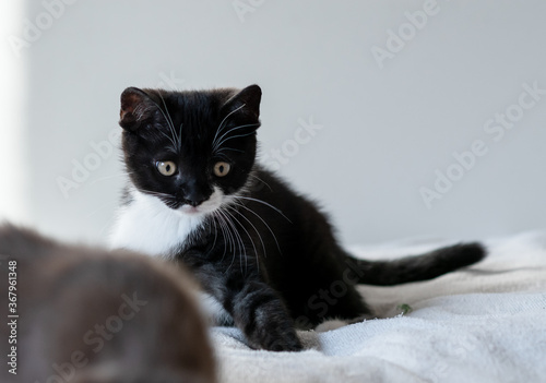 Portrait of cute british short hair kitten of two months old. Selective soft focus.