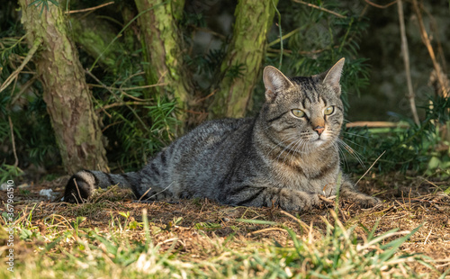 tabby cat laying on ground under tree