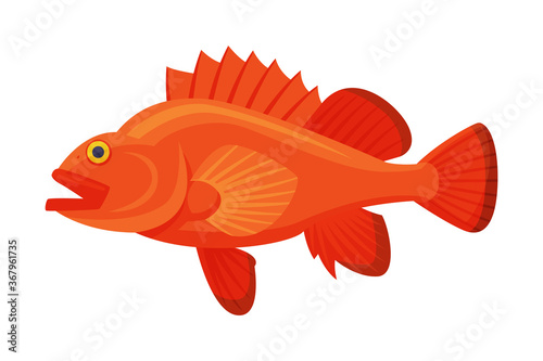 Sea Perch Fish, Fresh Aquatic Sea Fish Species Cartoon Vector Illustration