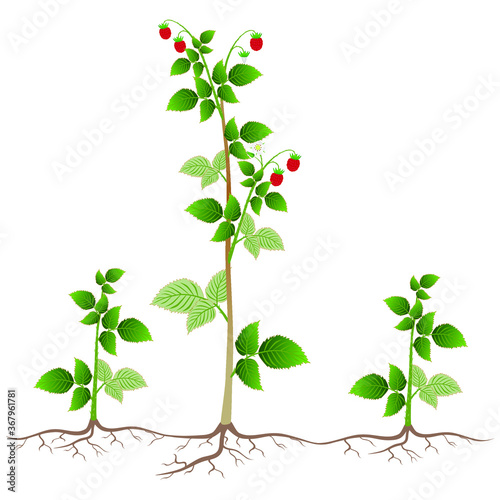 Raspberry plant with root suckers on a white background.