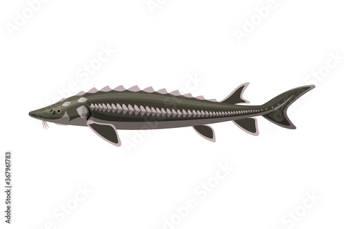 Sterlet Freshwater Fish, Fresh Aquatic Fish Species Cartoon Vector Illustration