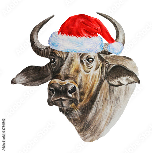 Horned bull wearing a Santa Claus hat. Livestock. Watercolor. Hand drawn illustrations on white background. photo