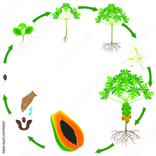 Life cycle of papaya tree on a white background.