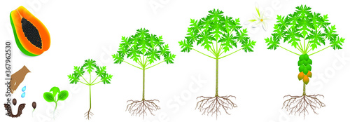 Cycle of growth of a papaya plant on a white background.