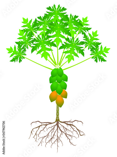 Papaya tree with roots and fruits isolated on white background.