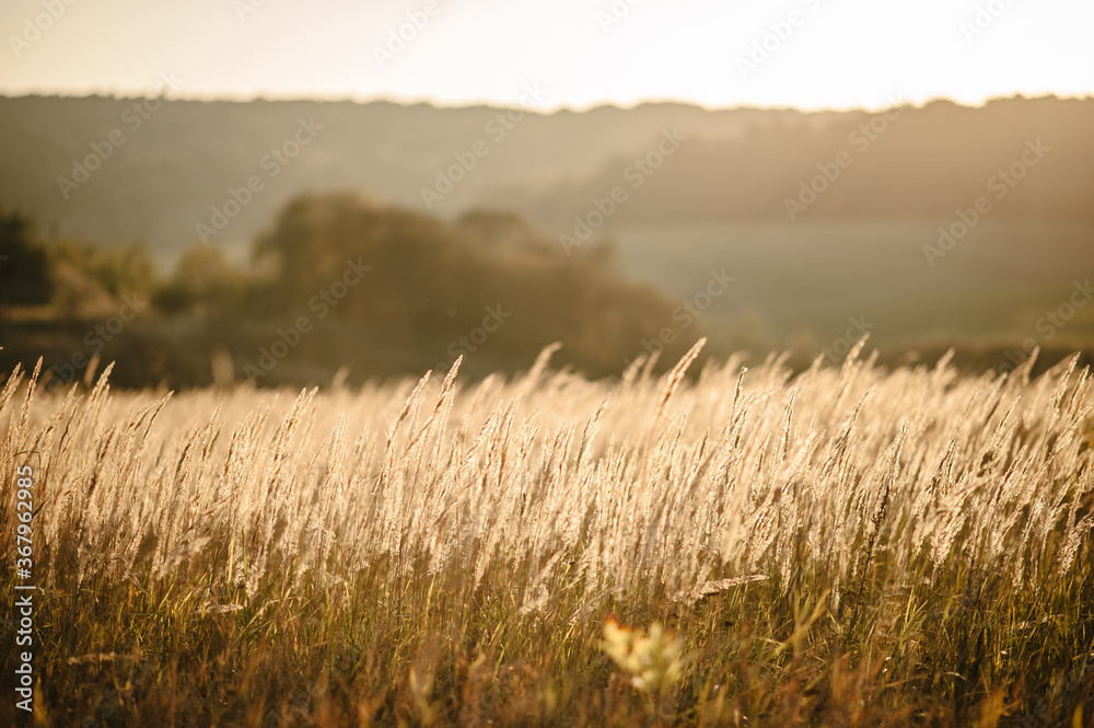 Yellow grass on the field in the sunlight at sunset. Background. World, country environment day concept. Stunning meadow sunrise with bokeh light. Autumn, spring, summer. Yellow grass on the field in the sunlight at sunset. Background. World, country environment day concept. Stunning meadow sunrise with bokeh light. Autumn, spring, summer.