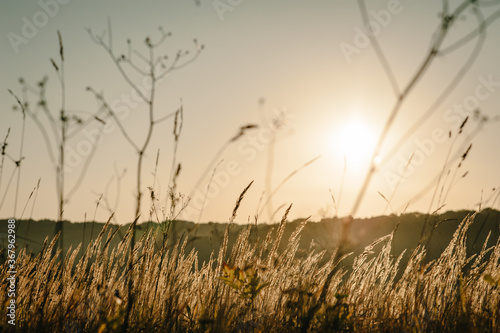 Yellow grass on the field in the sunlight at sunset. Background. World  country environment day concept. Stunning meadow sunrise with bokeh light. Autumn  spring  summer.