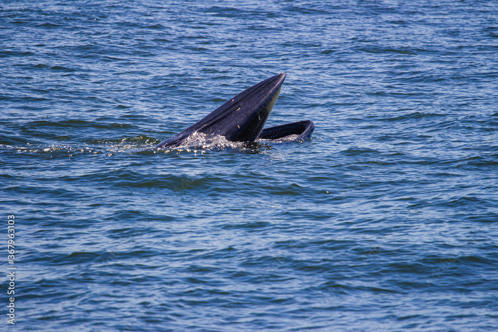 Fototapeta premium Bryde's whale, Eden's whale eating fish and blowing out air at the surface from twin blowholes at gulf of Thailand