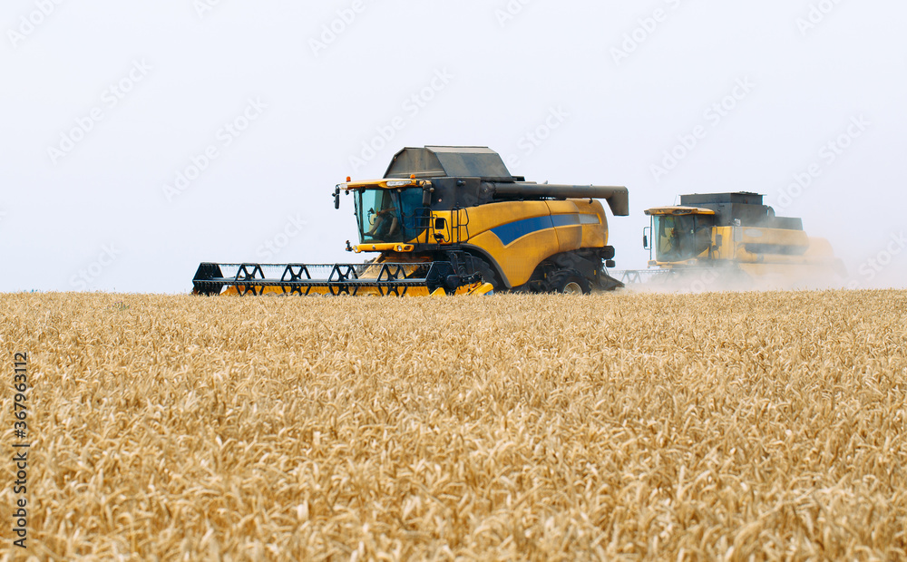 Obraz premium Combine harvester harvests ripe wheat. agriculture.