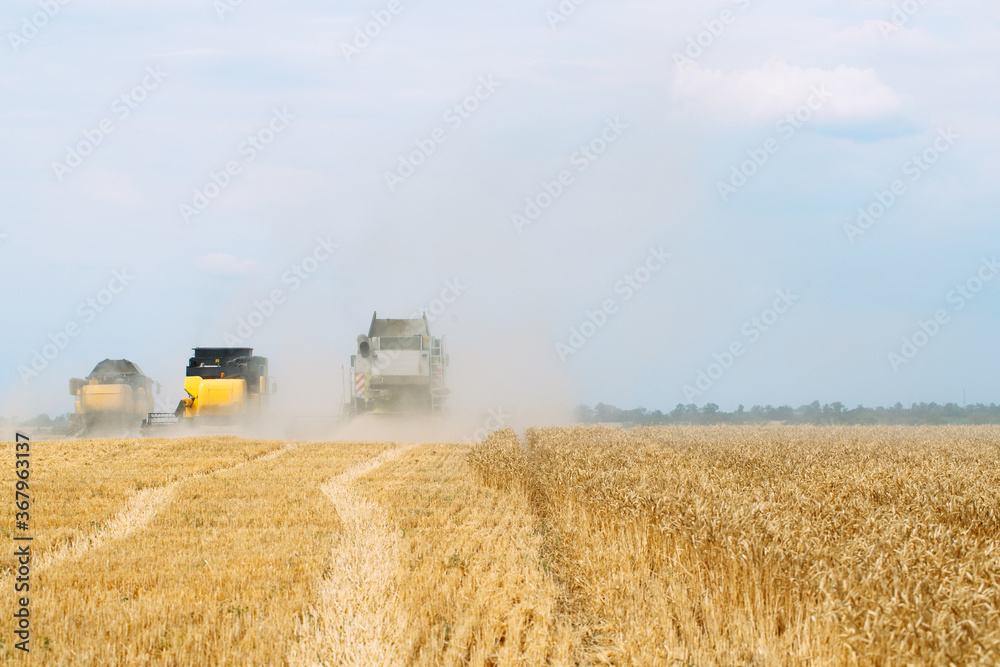 Fototapeta premium Combine harvester harvests ripe wheat. agriculture.