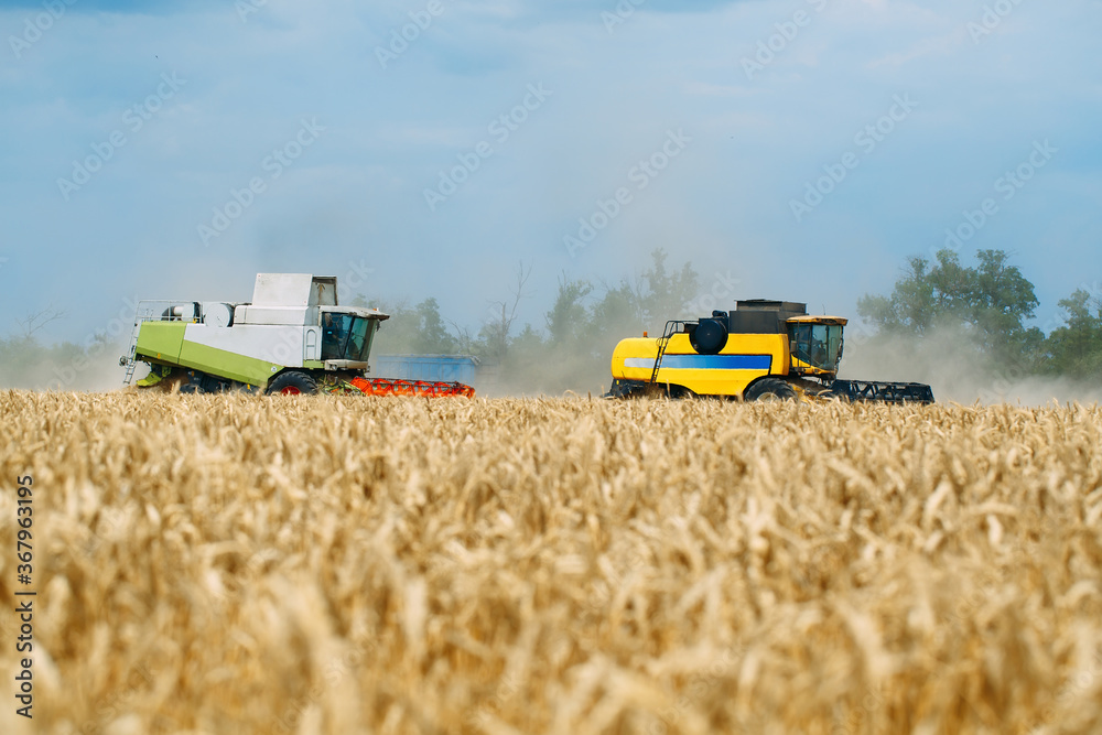 Obraz premium Combine harvester harvests ripe wheat. agriculture.