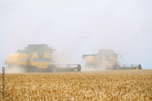 Combine harvester harvests ripe wheat. agriculture.