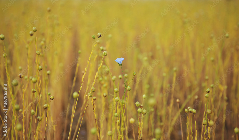 Flax flower on a field, close up