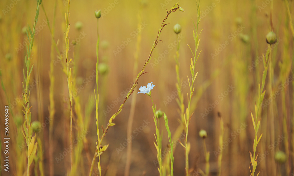 Flax flower on a field, close up