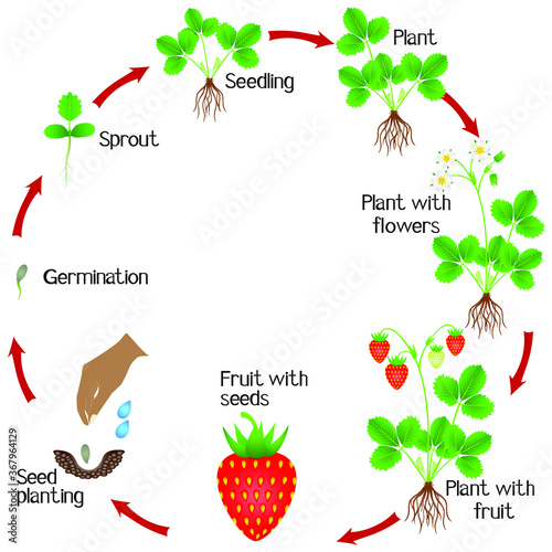 Life cycle of a strawberry plant on a white background.