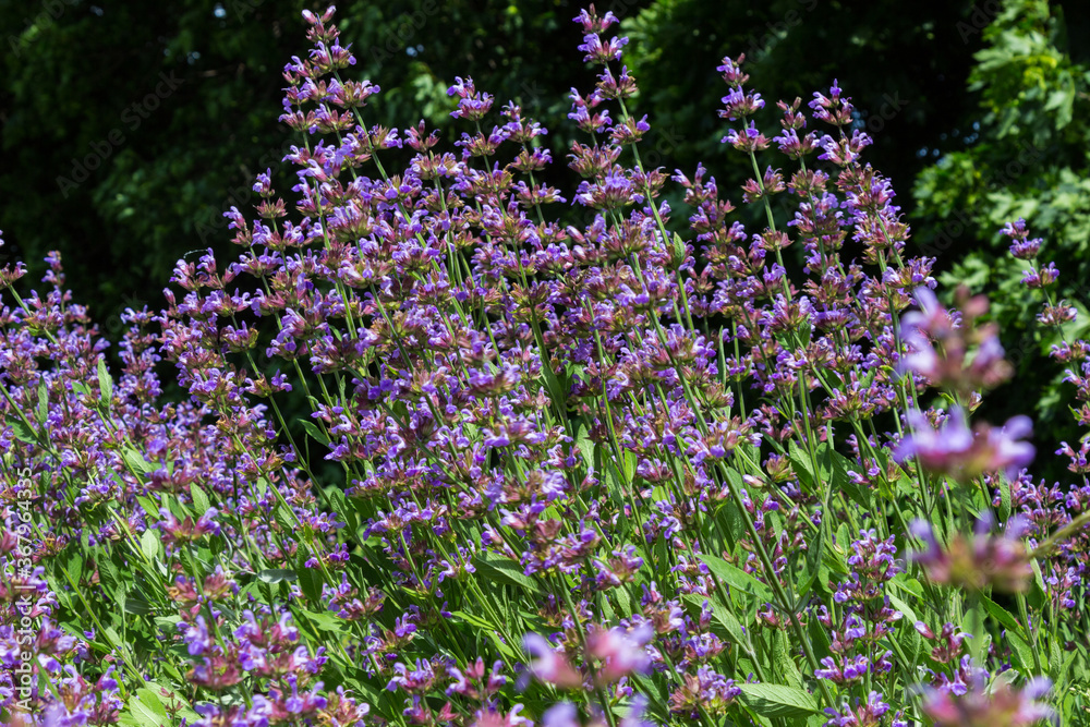 Naklejka premium Blooming purple lavender. herb background
