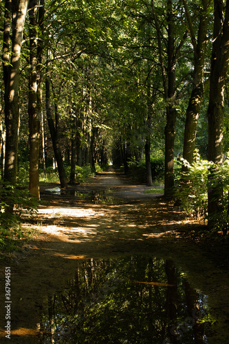 wildlide forest scape shot photo