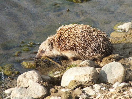 Hedgehog in heat photo