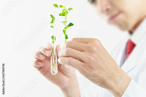 試験管に入る植物を観察する手元のアップ。バイオテクノロジーのイメージ