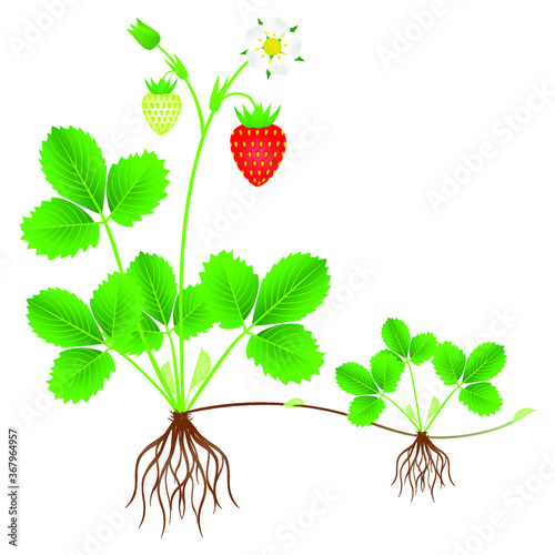 Strawberry plant with roots, flowers, fruits and daughter plant.