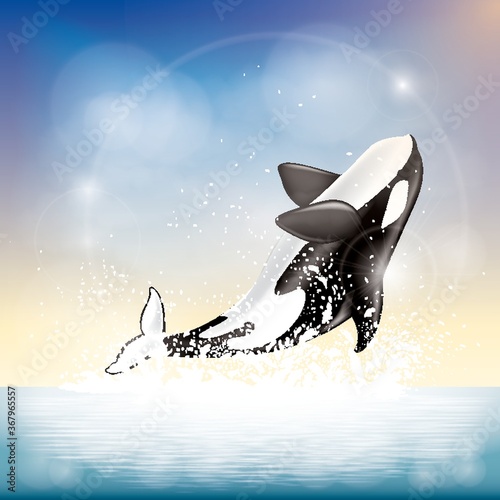 killer whale