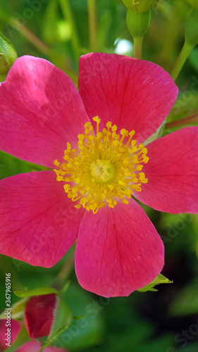 red flower in the garden