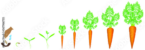Stages of growth of carrot on a white background.