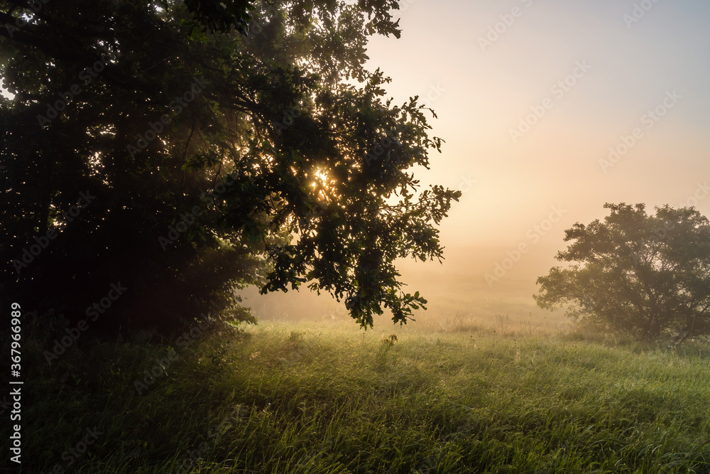 Letni poranek z mgłami w Dolinie Narwi, Podlasie, Polska