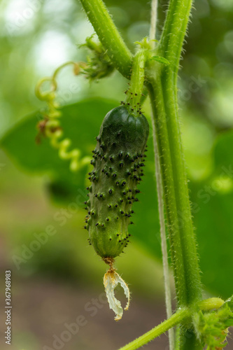 Young green cucumber on a bush