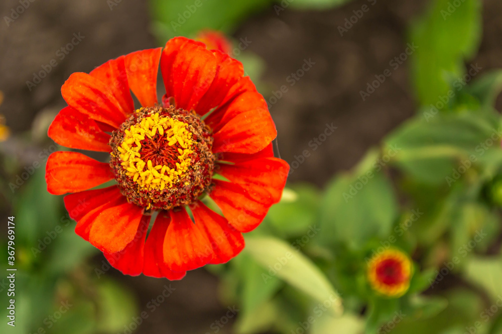 Orange flower with a yellow center in the garden Orange flower with a yellow center in the garden