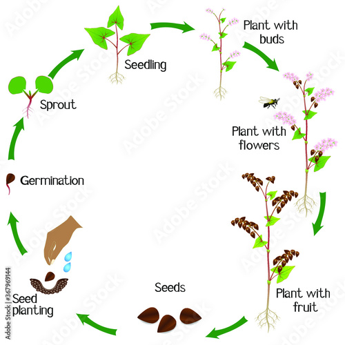Life cycle of a buckwheat plant on a white background.
