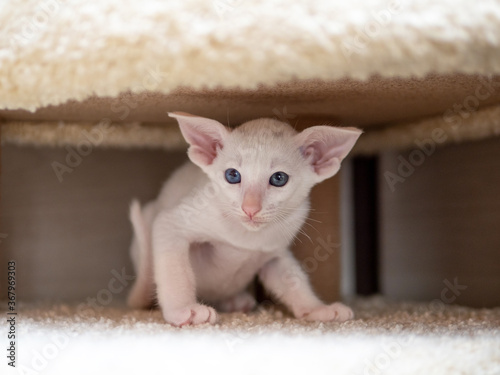 Oriental shorthair cat sitting and watching, white animal pet, domestic kitty, purebred Cornish Rex. Copy space.