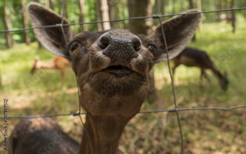 eine Hirschkuh steckt ihre Nase durch einen Zaun photo