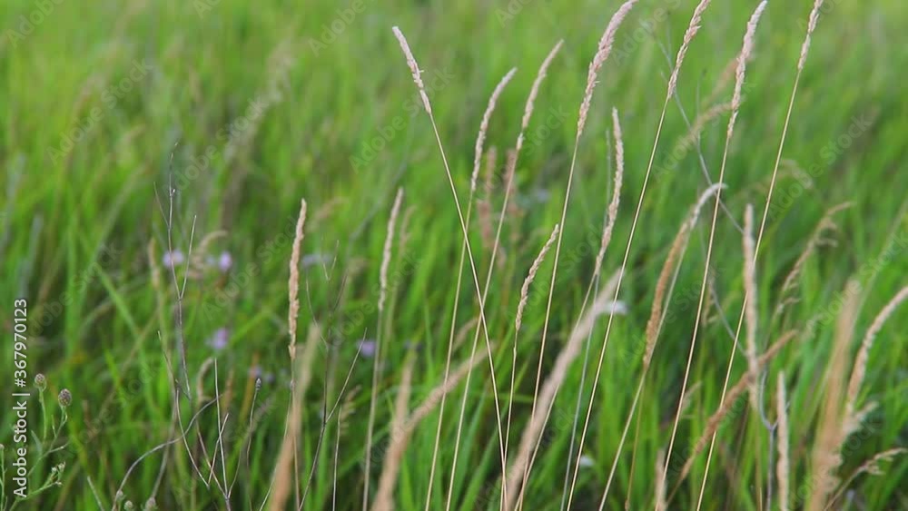 Meadow. Grass swaying in the wind. Grass and wildflowers on a summer day. Meadow. Grass swaying in the wind. Grass and wildflowers on a summer day.