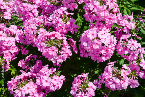 pink phlox flowers in garden