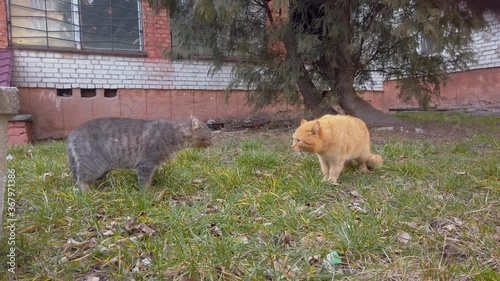 Cat quarrel in spring garden. Two cats swear on street before fight