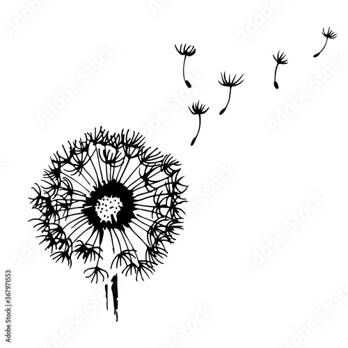 Dandelion with flying seeds  vector illustration isolated on white background