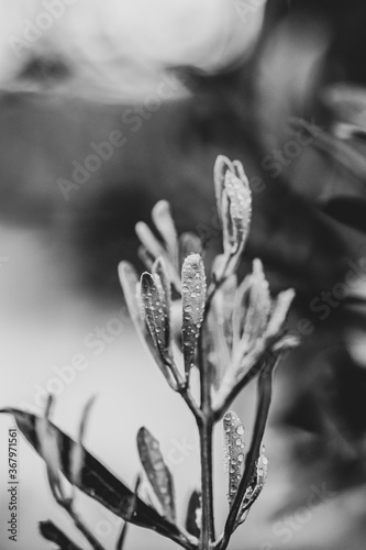 close up of a flower