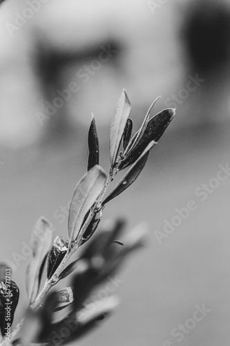 close up of a olive tree
