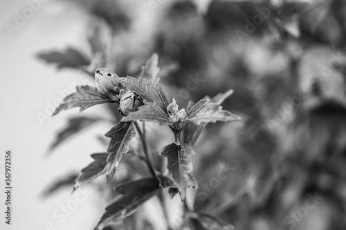 black and white leaves