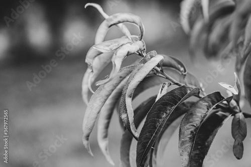 black and white leaf
