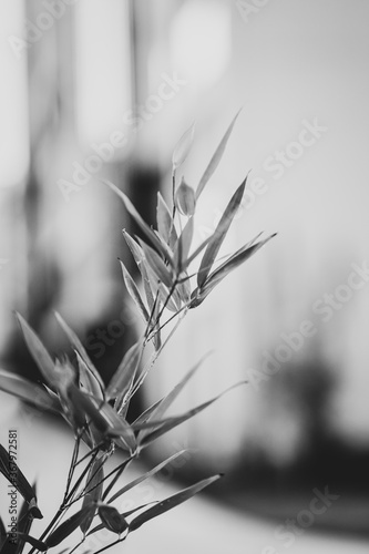 close up of leaf